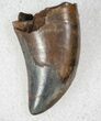 Juvenile T-Rex Tooth - Montana #13049-2